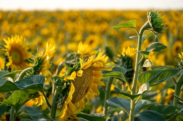 Um grande campo agrícola para o cultivo de girassol em escala industrial Lindas flores e folhas de girassol closeup à luz do sol poente Produção de óleo e ração animal