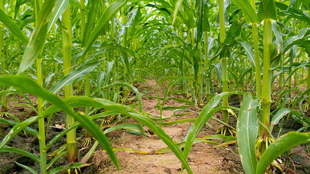 Um grande campo de caules de milho está crescendo perto da semeadura