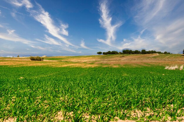 Um grande campo verde com árvores ao fundo sob um céu azul harmonioso com algumas nuvens brancas