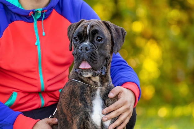 Um grande cão de raça boxer alemão ao lado de seu dono