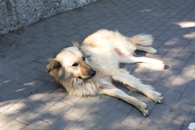 Um grande cão vadio com uma pelagem leve e longa jaz tristemente nos ladrilhos da calçada.