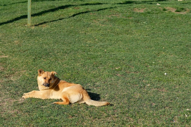 Um grande cão vermelho e vadio encontra-se na grama verde