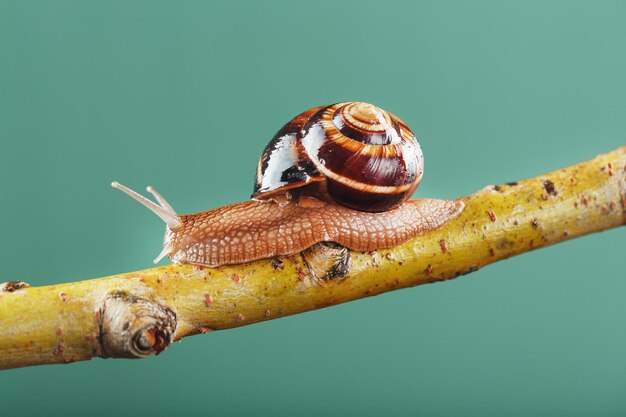 Um grande caracol com chifres e uma concha marrom rasteja ao longo de um galho em um fundo verde