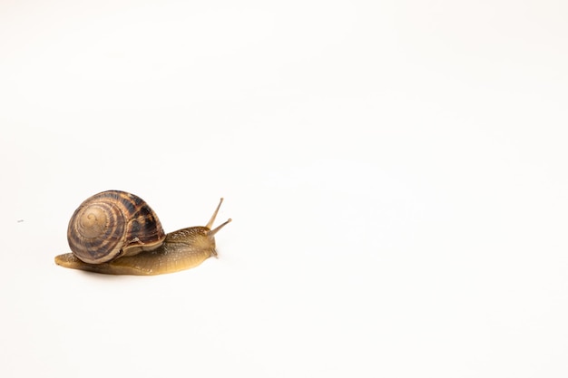 Um grande caracol de uva de jardim Helix pomatia em um fundo branco