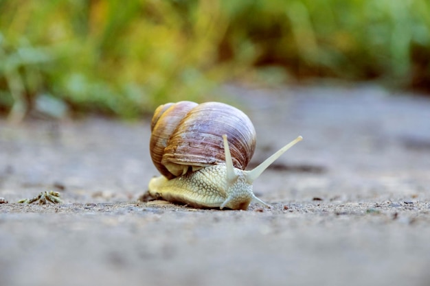 Um grande caracol marrom rasteja ao longo da areia