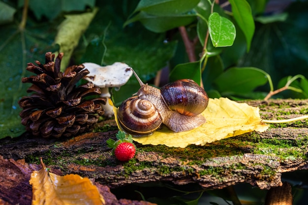 Um grande caracol na casca de uma árvore