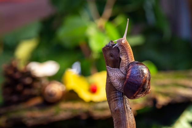 Um grande caracol na casca de uma árvore