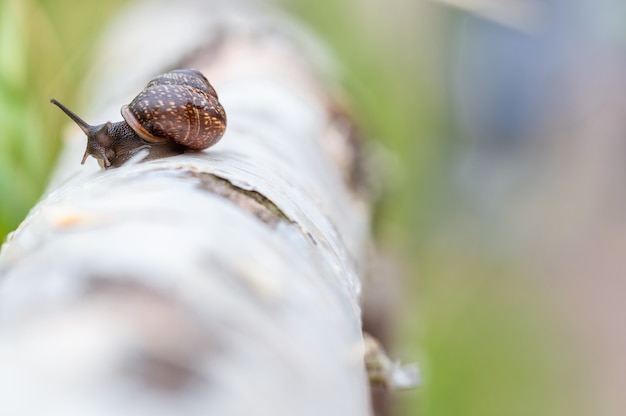 Foto um grande caracol rasteja ao longo do tronco de uma bétula foco seletivo luz natural