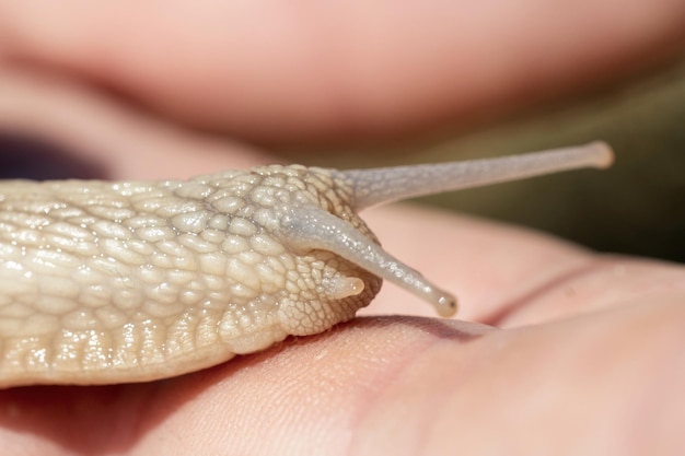 Um grande caracol rasteja na mão de uma pessoa