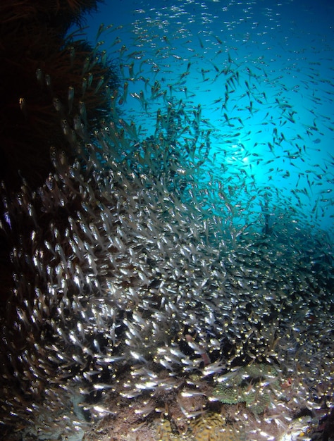 Um grande cardume de peixes-vidro vive ao lado de um recife de coral. Vida marinha do Parque Nacional de Komodo, Indonésia.