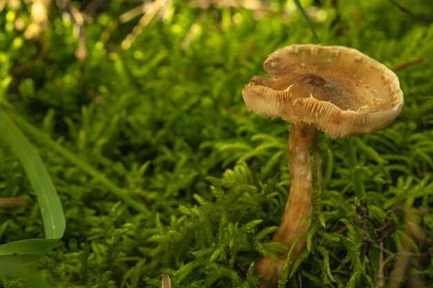 Um grande cogumelo amarelo cresce na floresta em grama e musgo