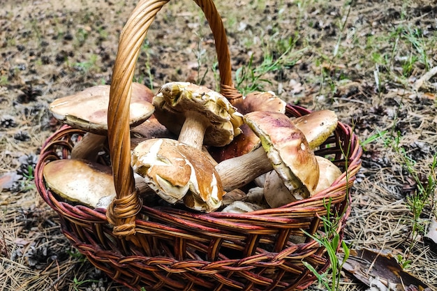 Um grande cogumelo Boletus edulis em uma cesta de colhedor de cogumelos