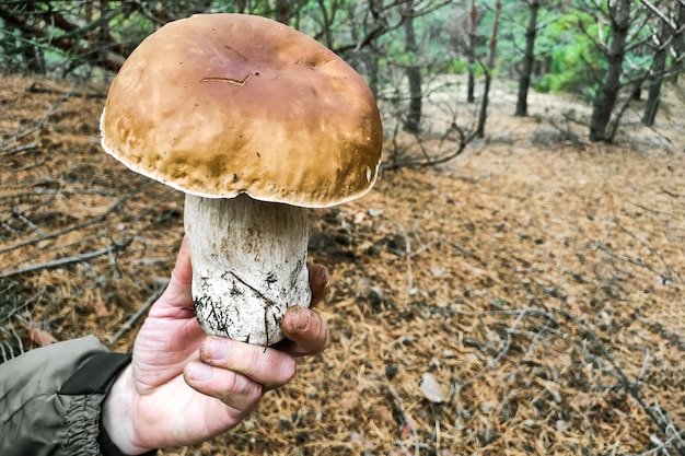 Um grande cogumelo Boletus edulis nas mãos de um silvicultor