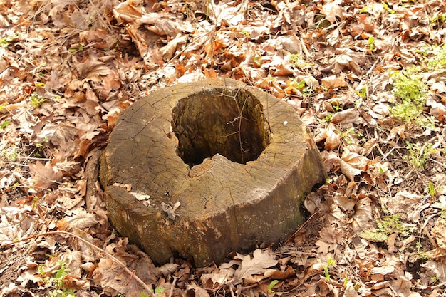 Um grande cogumelo castanho