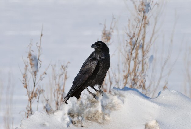 Um grande corax preto Raven Corvus fica à beira de uma planície nevada em um dia ensolarado de inverno