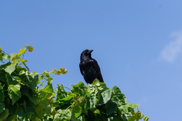 Um grande corvo preto sentado na árvore