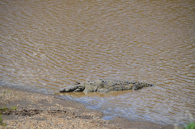 Um grande crocodilo nas margens do rio Mara no Quênia África