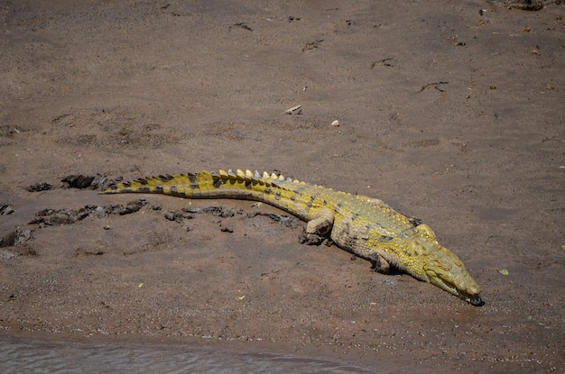 Um grande crocodilo nas margens do rio Mara no Quênia África