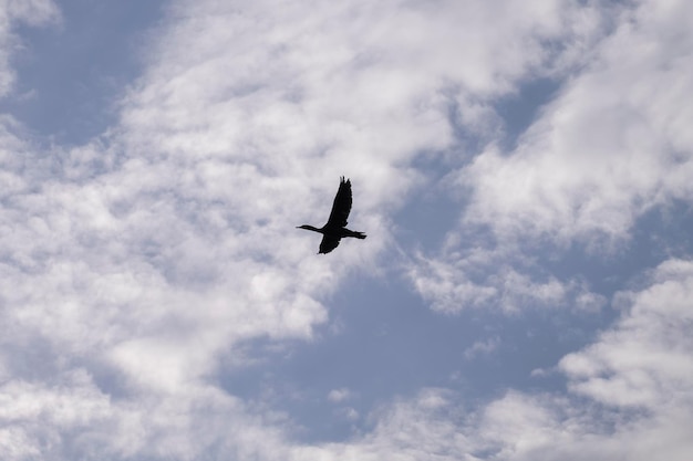 Um grande cromoran Phalacrocorax em vôo