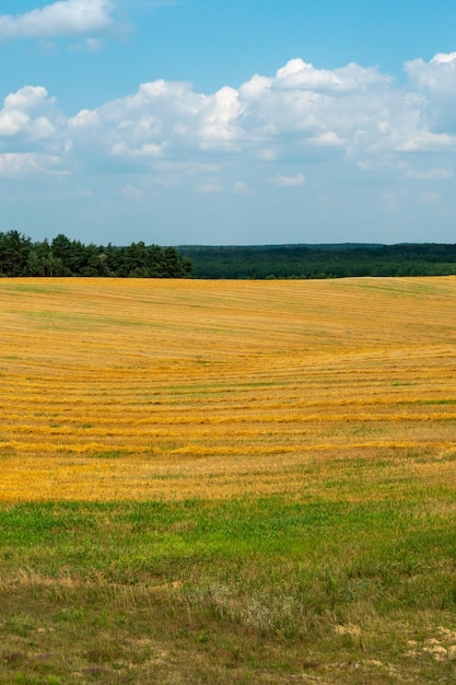 Um grande e belo campo para o cultivo de trigo em escala industrial O conceito de uma rica colheita e bem-sucedido agronegócio Fundo de campo de trigo