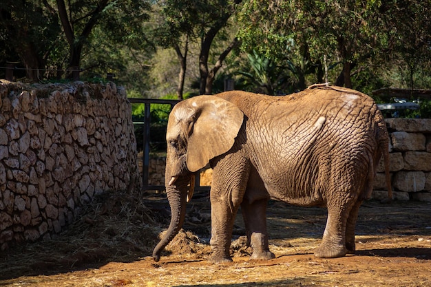 Um grande elefante adulto caminha em um safári israelense