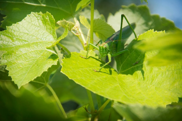 Um grande gafanhoto senta-se em uma folha verde