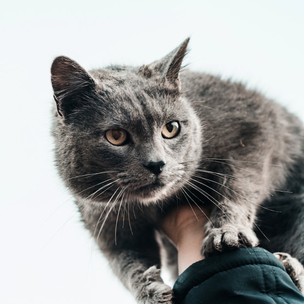 Um grande gato cinza com cabelo curto brinca no quintal.