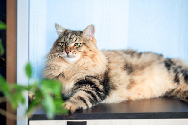 Um grande gato gordo e fofo da raça siberiana está imponente sobre a mesa Coloração de tartaruga do gato Gato doméstico arrogante