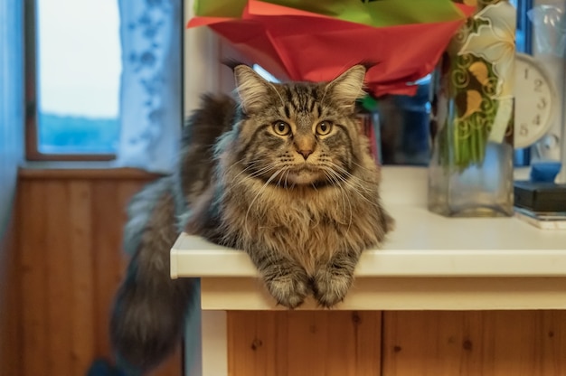 Um grande gato Maine Coon está deitado no parapeito da janela sob o sol quente e relaxa