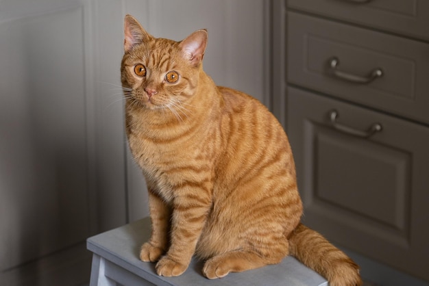 Um grande gato malhado vermelho jovem senta-se em um banquinho