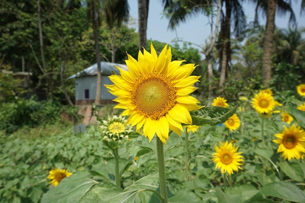 um grande girassol amarelo com uma casa ao fundo