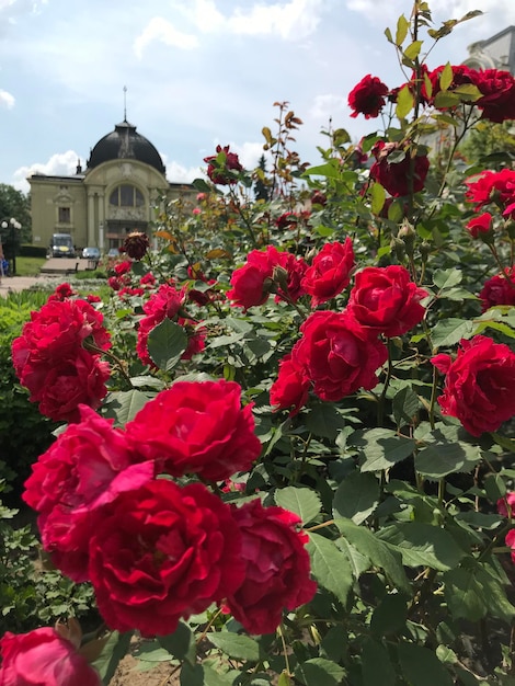 Um grande grupo de rosas vermelhas está em frente a um prédio.