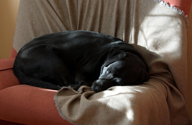 Um grande labrador preto dorme em uma cadeira ao sol