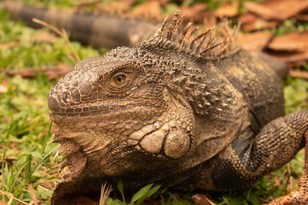 Foto um grande lagarto está deitado na grama.