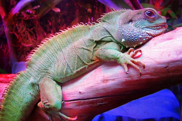 Um grande lagarto herbívoro da família iguana levando um estilo de vida arbóreo