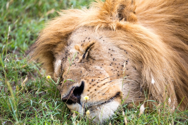 Um grande leão dorme na grama da savana queniana