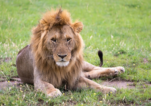 Um grande leão está deitado na grama na savana do Quênia