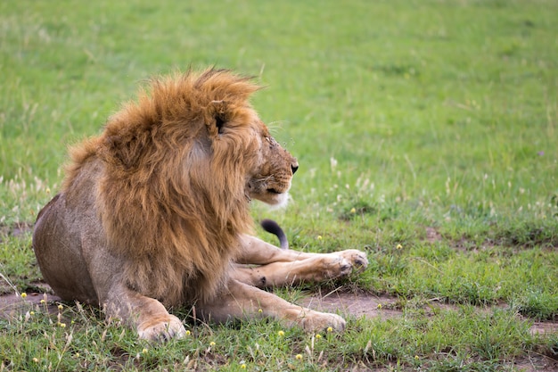 Um grande leão está deitado na grama na savana do Quênia