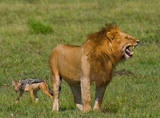 Um grande leão macho está parado na savana. Parque Nacional. Quênia. Tanzânia. Masai Mara. Serengeti.