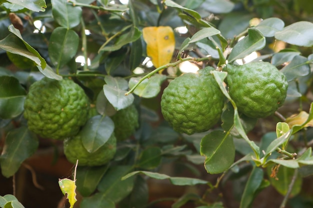 Um grande limão kaffir verde está preso ao galho da árvore com muitas folhas