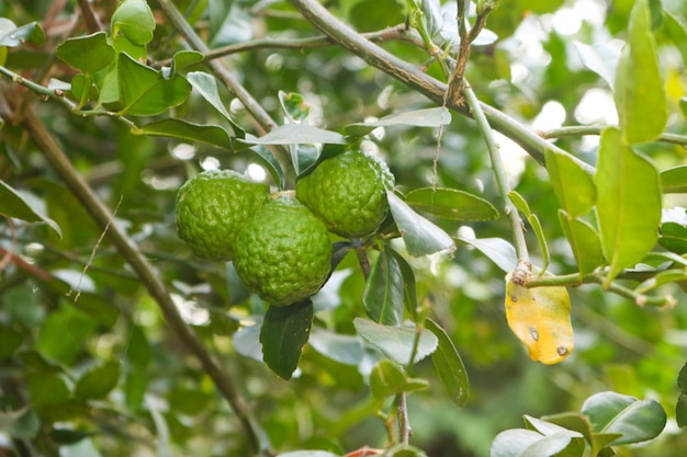Um grande limão kaffir verde está preso ao galho da árvore com muitas folhas