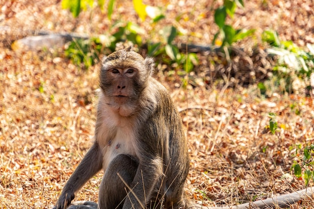 Um grande macaco asiático olha atentamente para a câmera