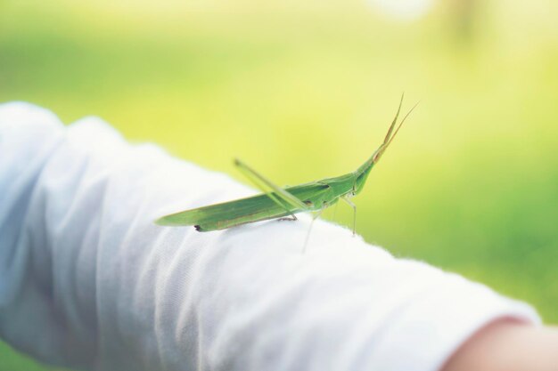 um grande mantis de oração em mão humana close-up ao ar livre