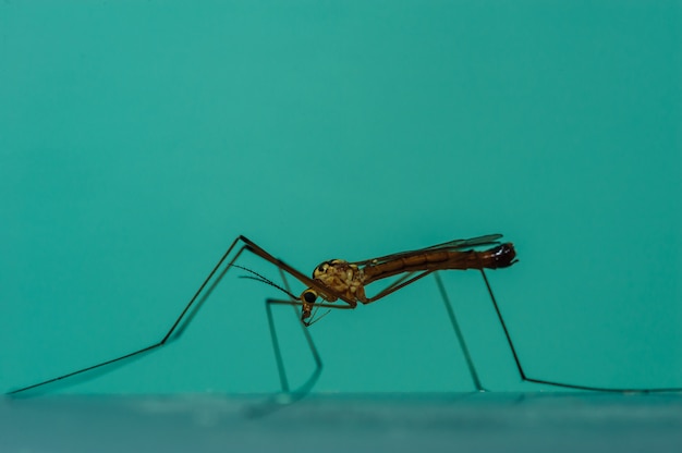 Um grande mosquito em um fundo azul em close-up. macro