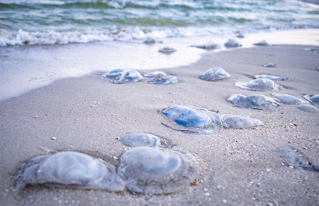 Um grande número de águas-vivas desagradáveis mortas estão na costa arenosa repleta de águas-vivas, alinhadas com água azul do mar frio em uma noite quente e ventosa no mar de Azav