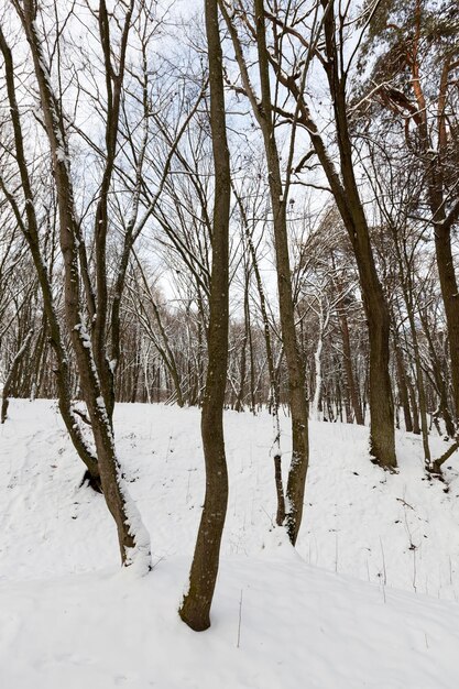 Um grande número de árvores decíduas nuas no inverno, as árvores estão cobertas de neve após geadas e quedas de neve, montes de neve no parque ou floresta de inverno, haverá pegadas na neve