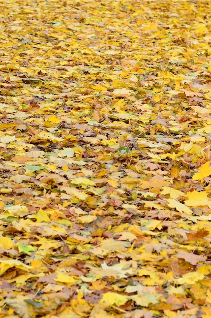 Um grande número de folhas de outono caídas e amareladas na terra. Textura de fundo outono