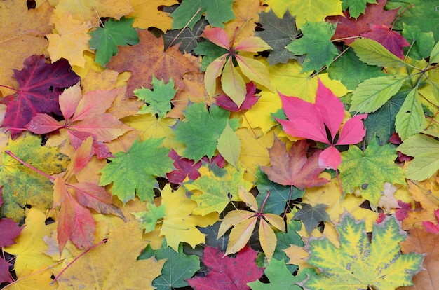 Um grande número de folhas de outono caídas e amareladas