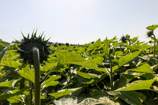 Um grande número de girassóis na área agrícola, o cultivo de girassóis para a colheita de sementes de girassol e a produção de óleo de girassol