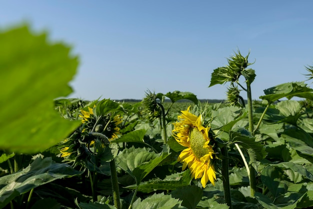 Um grande número de girassóis no campo agrícola